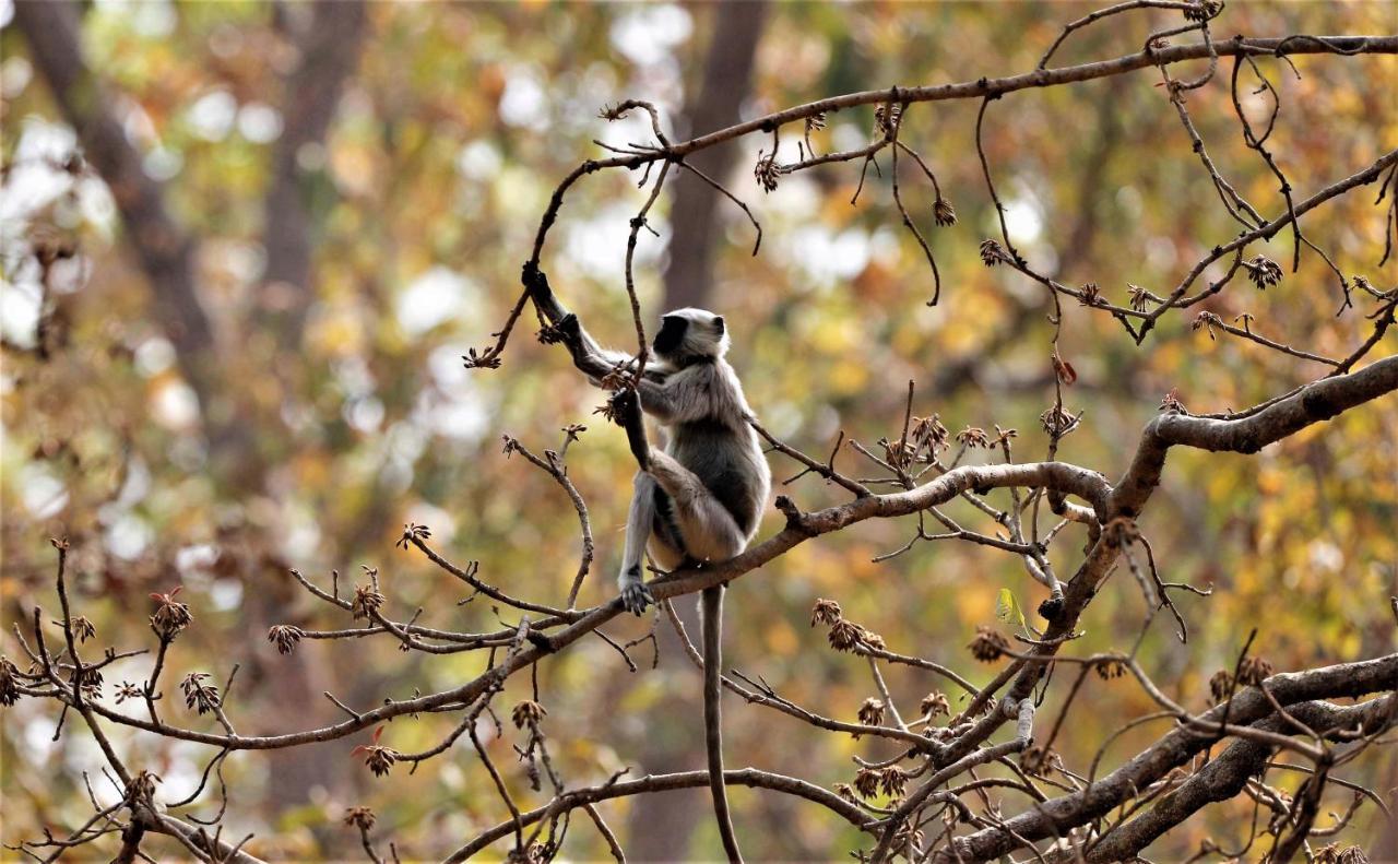Mango Tree Lodge Bardiya Luaran gambar